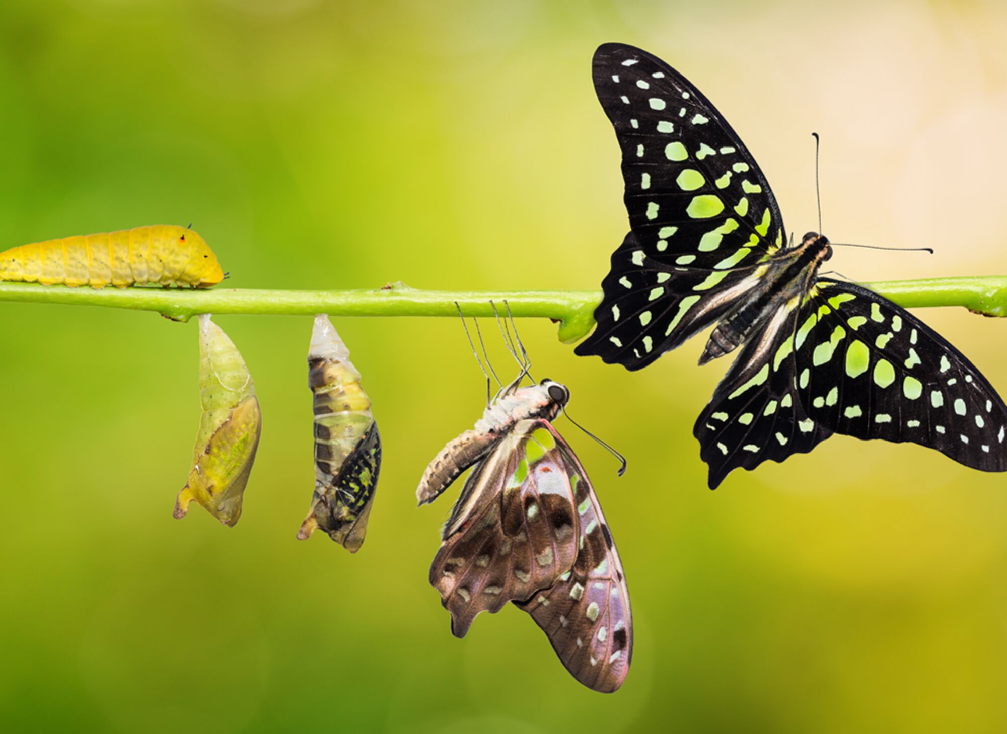 Transformation blog