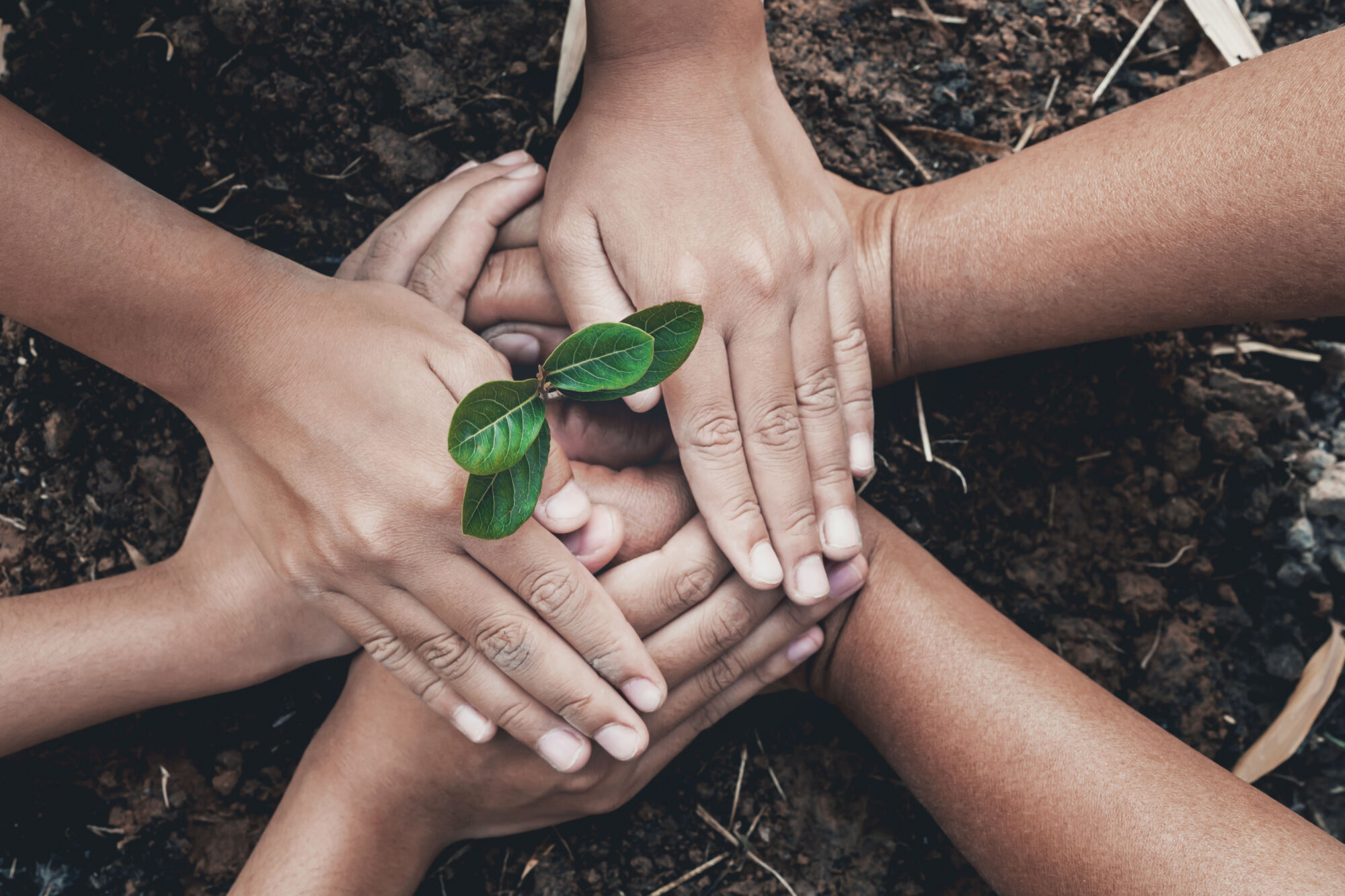 Vecteezy hand protection tree in garden concept save earth 22145531